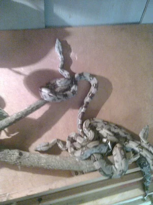 Hroznýš královský